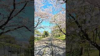 【京都の桜ぶら歩き】 蹴上インクライン　南禅寺　#shorts