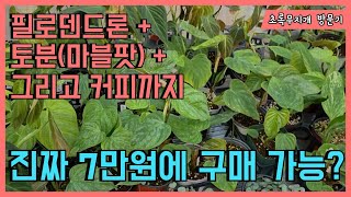 희귀 필로덴드론과 토분, 그리고 커피를 7만원에 구매가능?(천안 초록무지개 식물카페 방문기)