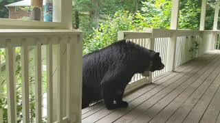 Big Mama Bear on my Porch