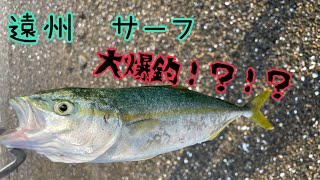 遠州灘サーフで青物大爆釣！？