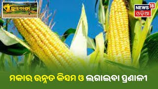 କଣ ରହିଛି ମକାର ଉନ୍ନତ କିସମ ଏବଂ କିଭଳି ଏହାକୁ ଲଗାଇବା | Annadata | 30th Oct 2021