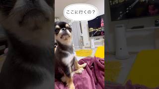 YouTubeを見るチワワ🐶 #ロングコートチワワ #chihuahua #チワワ #犬 #कुत्ता #치와와#犬#犬動画#ペット