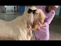 big size patira and sojat goats zuber bhai byculla mumbai.