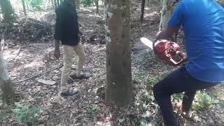 Agarwood tree cutting in Karnataka we are buying agarwood trees 9010180210