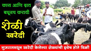 कास आणि दात बघूनच करावी शेळी खरेदी | Shelipalan Mahiti | काठेवाडी शेळीपालन व्यवसाय | Maze Ran Shivar