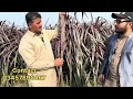 red napier australian grass in pakistan by asim faiz