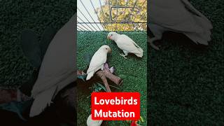 Different Lovebirds mutations parrot #lovebirds #mutation #parrot #trending #shorts #shortvideo