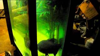 Giant 600 gallon fish tank   aquarium