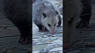 possum St Catharines Ontario Canada March 2022