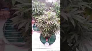 ChilLed Growcraft ultra x3 prototype1 330watt! video #2