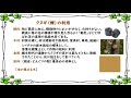 【242話】植物たちの「源氏物語」／39 夕霧／クヌギ【寄り道・脱線 生薬雑話】