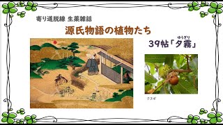 【242話】植物たちの「源氏物語」／39 夕霧／クヌギ【寄り道・脱線 生薬雑話】