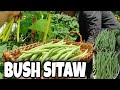 🔴HARVESTING BUSH SITAO | FRESH FROM THE GARDEN |Life In The Province | @RuthVlogs82