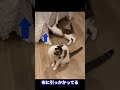 爪が引っかかって抜けない〜猫動画〜＃shorts