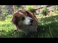 corgi attacks hose like a lion