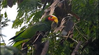 Yellow-lored Parrot in Yucatán.