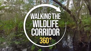Walking the Florida Wildlife Corridor with Carlton Ward Jr | 360°