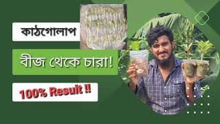 কাঠগোলাপের বীজ থেকে চারা করুন ১০০% সফলতার সাথে!