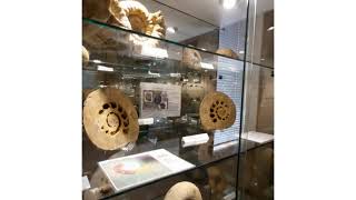 Vallées et Plateau d'Ardenne vous présente le Musée des Minéraux et Fossiles