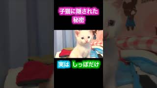 子猫に隠された秘密