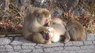 Macaque monkey　野生の日本猿　１１月