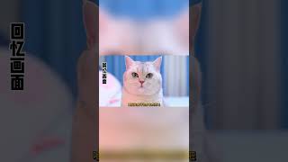 猫咪半夜潜入哥哥卧室，看看它都干了些啥 #宠物 #猫咪 #配音