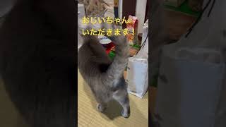 待ちに待った朝ごはん..   おじいちゃんに挨拶してから朝ごはんを食べる猫…   #cat #風野工房で暮らす雄猫さっちゃんと同居人のおばあちゃんの日々 #保護猫 #さっちゃん