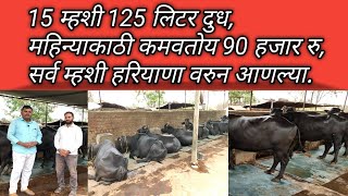 15 म्हशी पासुन हा तरुण कमवतोय भरपुर नफा:Buffalo rearing: