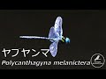 ヤブヤンマ　Polycanthagyna melanictera【トンボ/ヤンマ科】　～紹介編～　by Aeshnidae's world