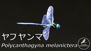 ヤブヤンマ　Polycanthagyna melanictera【トンボ/ヤンマ科】　～紹介編～　by Aeshnidae's world