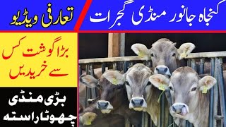 Gujrat kunjah Janwar Mandi Best in Upper Punjab Pakistan