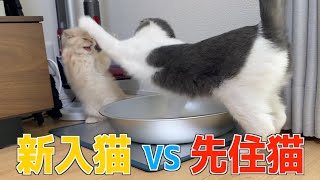 先住猫と遊びたい子猫の一方的な片思い ‖ ブリティッシュショートヘア ‖ミヌエット ‖マンチカン ‖スコティッシュフォールド ‖