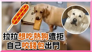 貪吃拉布拉多想吃熱狗！跟媽塞奶不成自己咬錢包出門｜寵物動物｜狗狗｜拉布拉多犬｜精選影片