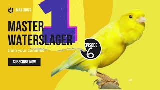 Malinois Waterslager Canary Training Song  Master episode 6 وتر سلاجر