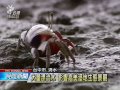 高美溼地湧入大量漂流木 暫封閉 20150814 公視晚間