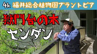 松本園長の解説　センダン（栴檀）　5月その7　福井県越前町立福井総合植物園プラントピア　Melia azedarach