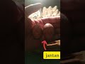 membedakan telur wak wak jantan dan betina trik jitu