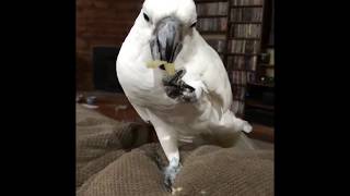 Snowee the cockatoo 1#