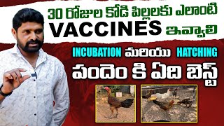 30 రోజుల కోడి పిల్లలకు ఎలాంటి vaccines ఇవ్వాలి | Natu Kodi Chicks  Vaccination | Pandem Kollu