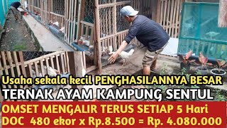 ASIEF KAREEM FARM: PETERNAKAN RUMAHAN AYAM KAMPUNG SENTUL  Usaha sampingan omsetnya ratusan juta