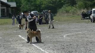 北海道犬保存会　本部参考犬　文部科学大臣賞　光太　北関東支部　岩切さんの愛犬