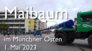 Der neue Maibaum steht! 1. Mai 2023 in München Berg am Laim