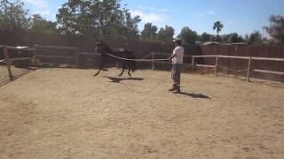 Belle my Andalusian horse at 26 months