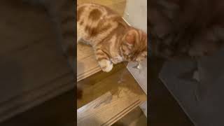 追いかけてくる猫　#cat #ねこ #ねこ動画 #ねこのいる生活 #ねこのいる暮らし #ねこ好き