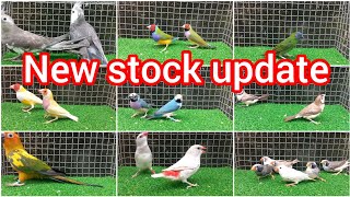 blue Golden /cocktail /sun conure /finches variety /Kanyakumari pets