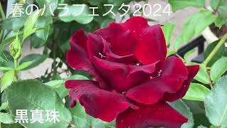 春のバラフェスタ2024 神代植物公園　東京