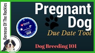 When is your pregnant dog due? (Our Favorite Tool) | Dog Breeding 101