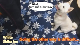 White Shiba Inu：Going the other way is difficult   【English】