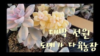 대박! 다육이키우기, 다육이도매농장, 천원다육, 종류도 정말 많네요  대박! 대박 succulent