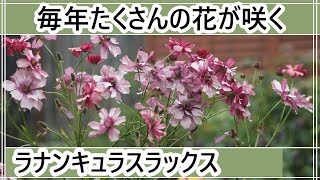 【植えっぱなしで毎年たくさんの花が咲くラナンキュラスラックス】地植えのラナンキュラスラックスティーバ【ガーデニングvlog】